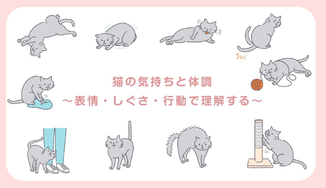 貓咪攻擊人